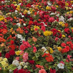 Imperial Gardens