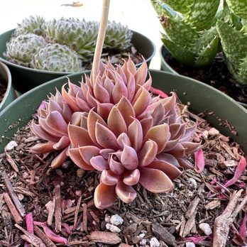 Flora Grubb Gardens - Walked away with this baby @ $8 - Nurseries & Gardening Near Me - San Francisco, California