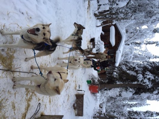Alaska Homestead Adventures by null