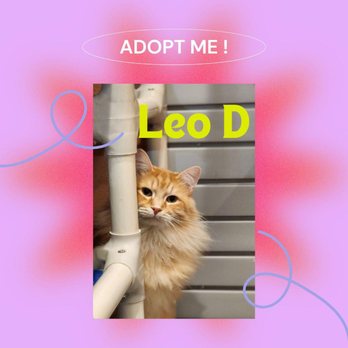 Pet Refuge - Animal Shelters Near Me - South Bend, Indiana