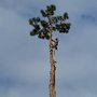 Photo of McKenzie Tree Care