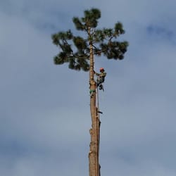 McKenzie Tree Care