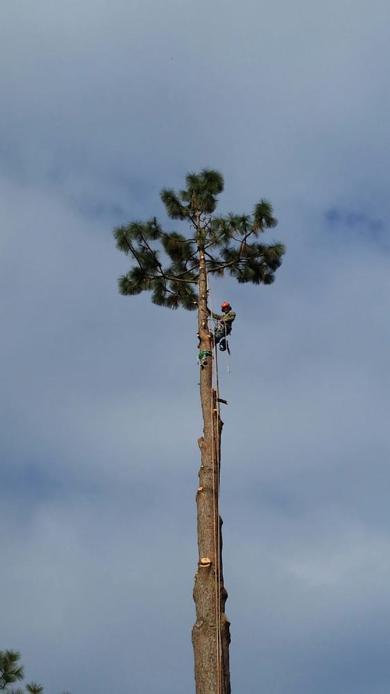 McKenzie Tree Care - tree service in Eugene, OR