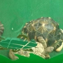 爬蟲館