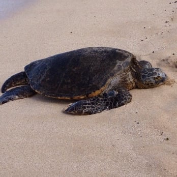 Laniakea Beach - Turtle up on the sand on 10/20/13 - Beaches Near Me - Haleiwa, Hawaii