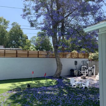 Castillo Tree Service - Our jacaranda tree the day before getting chopped. - Tree Services Near Me