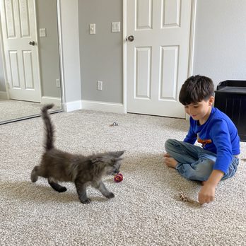 Perfect Cattery - Pet Breeders Near Me Perfect Cattery - Pet Breeders Near Me
