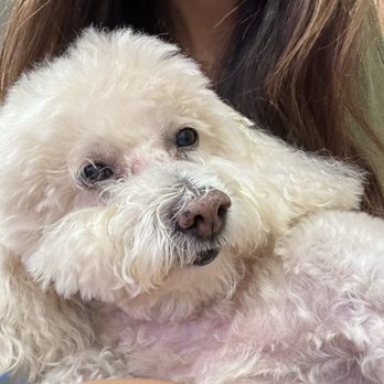 Lucky's Dog Grooming - Pet Groomers Near Me - Burbank, California Lucky's Dog Grooming - Pet Groomers Near Me - Burbank, California