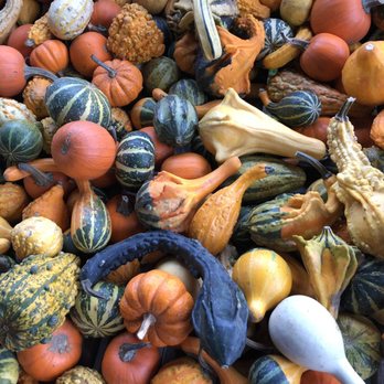 Windy Hill Farm - Gourds - Nurseries & Gardening Near Me - Great Barrington, Massachusetts Windy Hill Farm - Gourds - Nurseries & Gardening Near Me - Great Barrington, Massachusetts