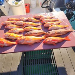 Central Coast Fishing Charters - Good day on the wayer