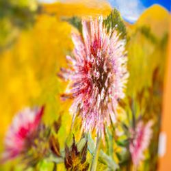California Nature Art Museum