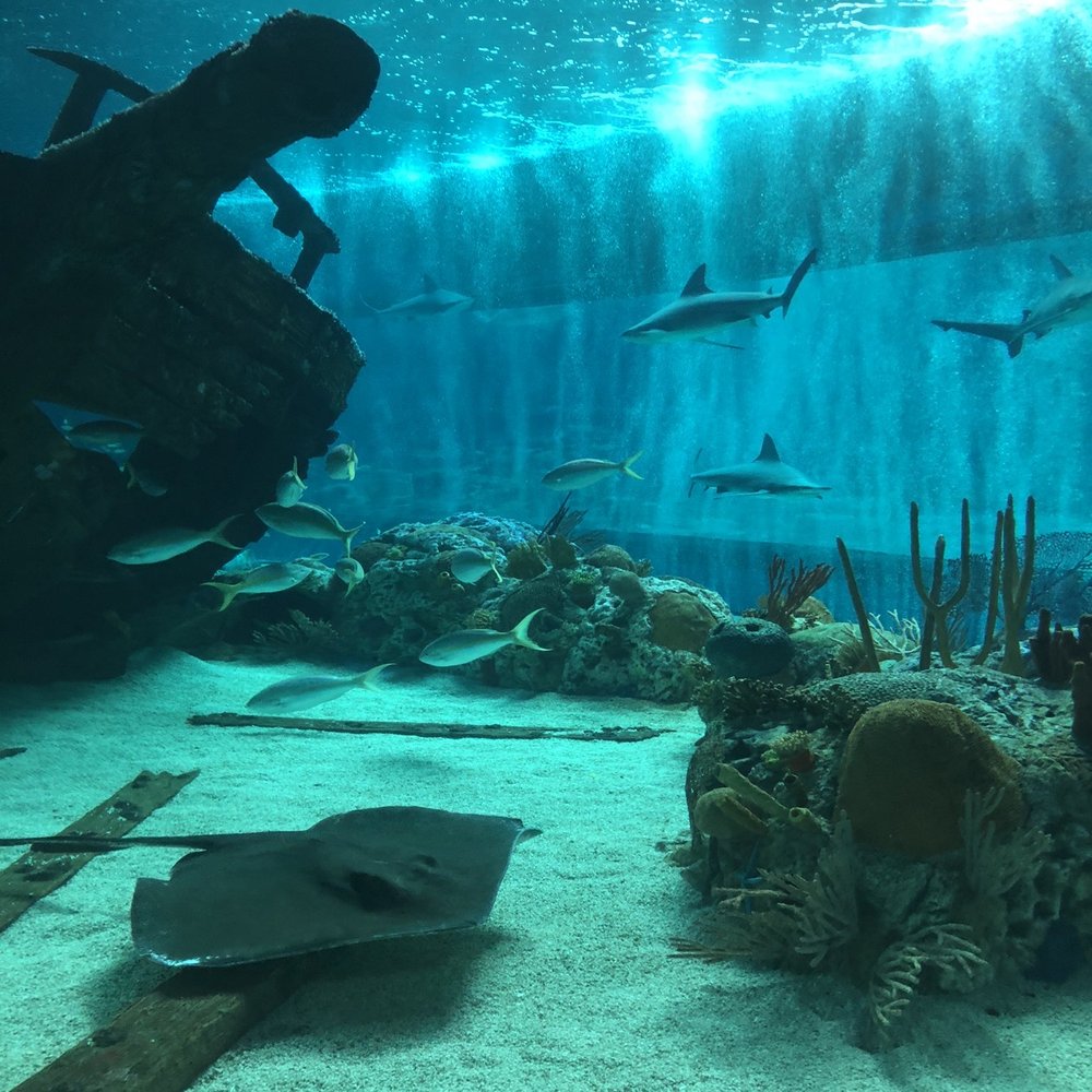 Texas State Aquarium - Sharks and sting rays! My favorite!! - Aquariums Near Me - Corpus Christi, Texas Texas State Aquarium - Sharks and sting rays! My favorite!! - Aquariums Near Me - Corpus Christi, Texas