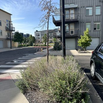 8000 Uptown Apartments - Dead tree. Many more just like it. - Apartments Near Me - Broomfield, Colorado 8000 Uptown Apartments - Dead tree. Many more just like it. - Apartments Near Me - Broomfield, Colorado