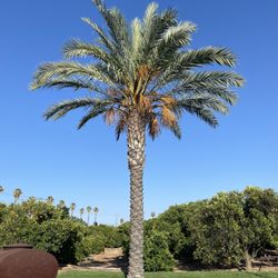 Orange grove