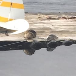 Ketchapan Of Gold - A momma seal and baby seal sitting by a float plane!