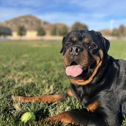 Oltman Dog Park