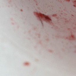 This is one of the hairs I felt sad because the drink was really good but the hair messed up the whole drink This is one of the hairs I felt sad because the drink was really good but the hair messed up the whole drink