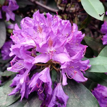 Dulwich Park - Parks Near Me - London, XGL Dulwich Park - Parks Near Me - London, XGL