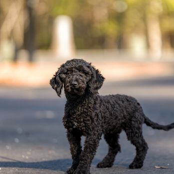 Ridgeside K9 Summerville Dog Training - Pet Training Near Me - Elloree, South Carolina Ridgeside K9 Summerville Dog Training - Pet Training Near Me - Elloree, South Carolina