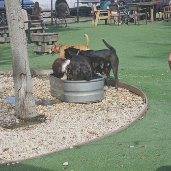 BrewHound Dog Park + Bar - Dog Parks Near Me - Neptune Beach, Florida