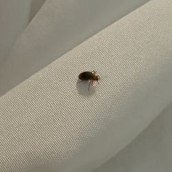 Quality Inn & Suites University - Bed Bug
