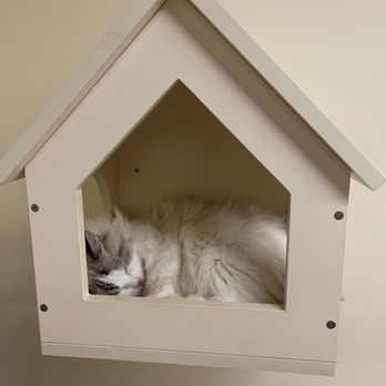 Meow Woo Studio - Themed Cafes Near Me - Richmond Hill, Ontario