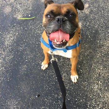 Chicago Canine Rescue - Laney (sp?) such a good girl & sweetheart - Animal Shelters Near Me - Chicago, Illinois