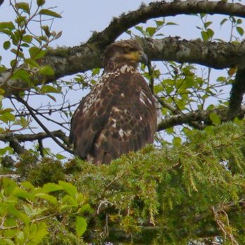 Cape Flattery - Hiking Near Me - Neah Bay, Washington Cape Flattery - Hiking Near Me - Neah Bay, Washington
