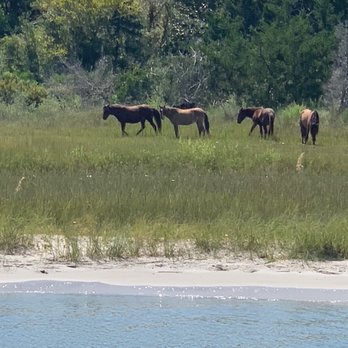 Crystal Coast Lady Cruises - Wild horses on Shackleford banks - Boating Near Me - Beaufort, North Carolina