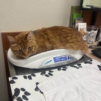 Freckles and Friends Pet Clinic - cat being weighed - Veterinarians Near Me - Long Beach, California Freckles and Friends Pet Clinic - cat being weighed - Veterinarians Near Me - Long Beach, California