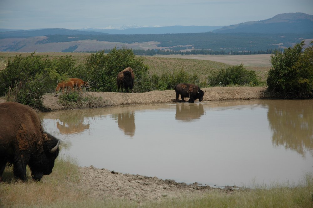 Klickitat Bison Company Logo