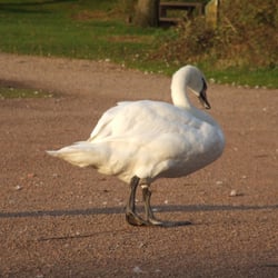 Cosmeston Lakes Country Park