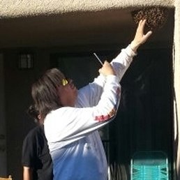 Lance Davis putting his hand in a ball of killer bees prior to removing them.