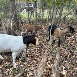 Hoof It Goat Treks