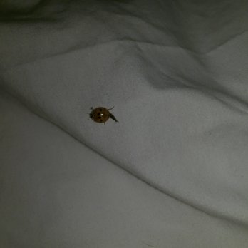 Residence Inn St. Louis O'Fallon - Bugs - Hotels Near Me - O'Fallon, Missouri Residence Inn St. Louis O'Fallon - Bugs - Hotels Near Me - O'Fallon, Missouri