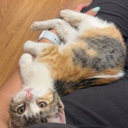 Humane Society of Boulder Valley