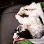 Photo of Laughing Dogs Daycare