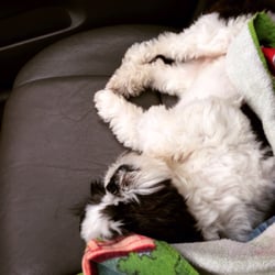 Laughing Dogs Daycare - Our little guy after a day of fun at Laughing Dogs Daycare.