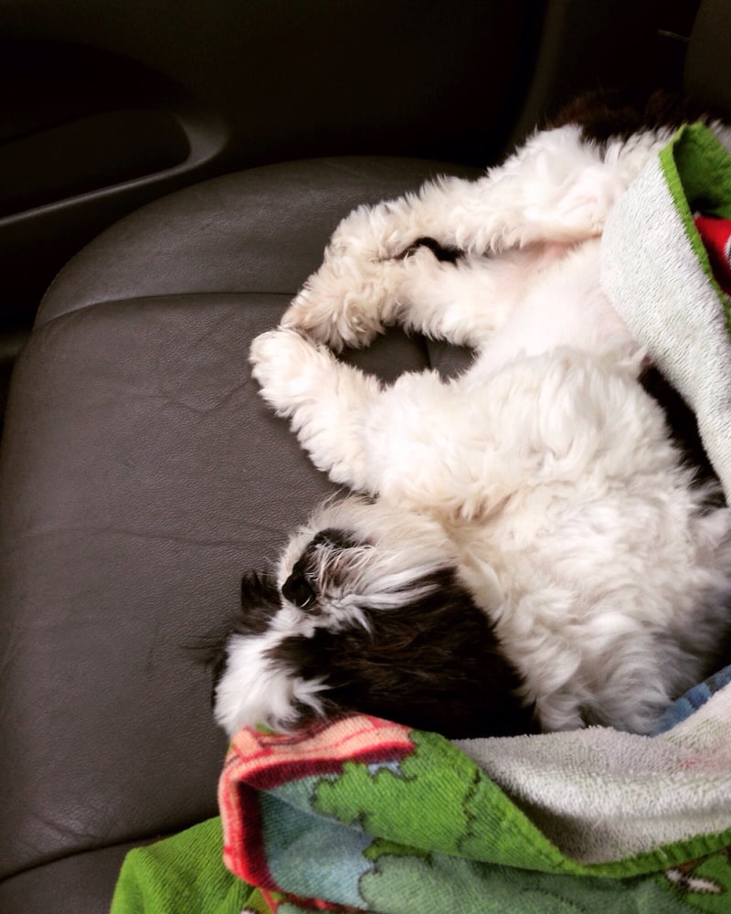 Laughing Dogs Daycare - pet boarding facility in Kailua, HI