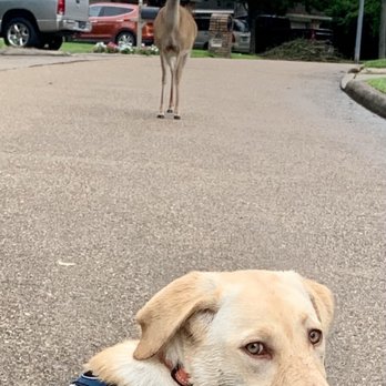 Lucky Dawg - Pet Training Near Me - Montgomery, Texas Lucky Dawg - Pet Training Near Me - Montgomery, Texas