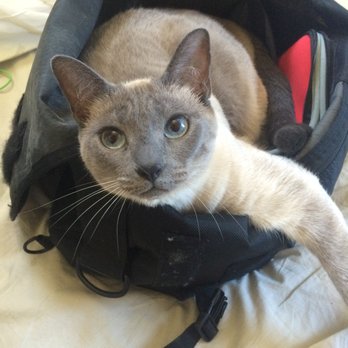 Kitty Sittin - Pet Sitting Near Me Kitty Sittin - Pet Sitting Near Me