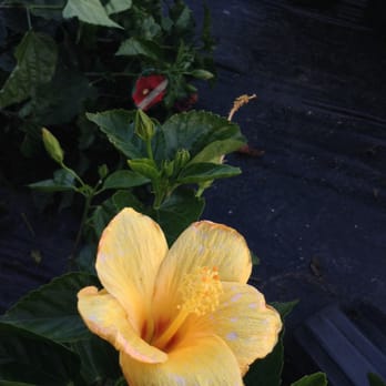 Houston Garden Centers - Yellow hibiscus - Nurseries & Gardening Near Me - League City, Texas Houston Garden Centers - Yellow hibiscus - Nurseries & Gardening Near Me - League City, Texas
