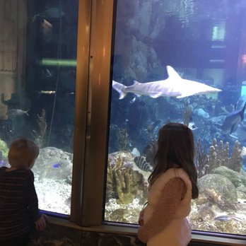 Shedd Aquarium - Aquariums Near Me - Chicago, Illinois Shedd Aquarium - Aquariums Near Me - Chicago, Illinois