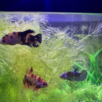 360 Aquatic - beautiful koi beta sorority - Local Fish Stores Near Me - Houston, Texas