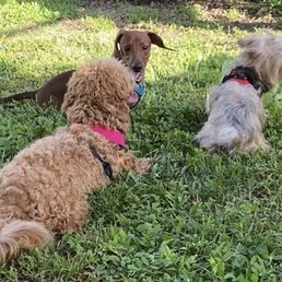 Puppy Park Playtime with new friends. Puppy Park Playtime with new friends.