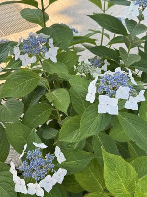 Kushida Shrine by null