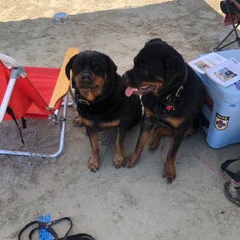 River City Rottweilers - Beach time - Pet Breeders Near Me