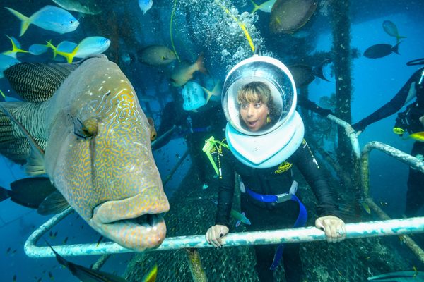 Sunlover Reef Cruises by null