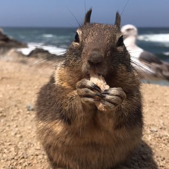 Asilomar State Beach - Love him! - Parks Near Me - Pacific Grove, California Asilomar State Beach - Love him! - Parks Near Me - Pacific Grove, California