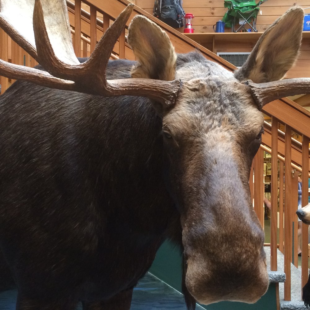 Kittery Trading Post - One of the stuffed moose inside Kittery Trading Post, Kittery, Maine. August 2014. - Hunting & Fishing Supplies Near Me - Kittery, Maine Kittery Trading Post - One of the stuffed moose inside Kittery Trading Post, Kittery, Maine. August 2014. - Hunting & Fishing Supplies Near Me - Kittery, Maine